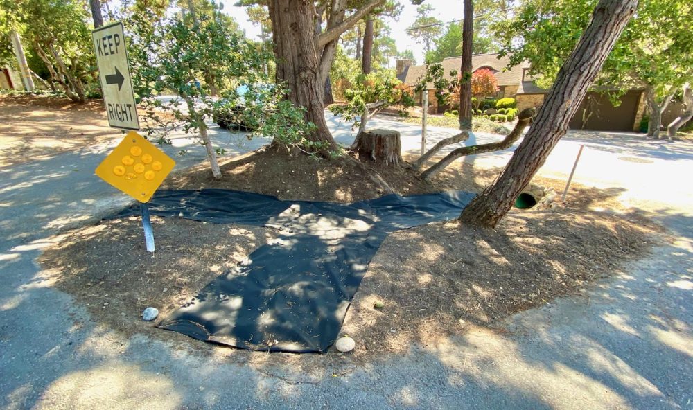 Forest Theater median