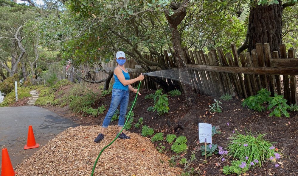 Nancy watering