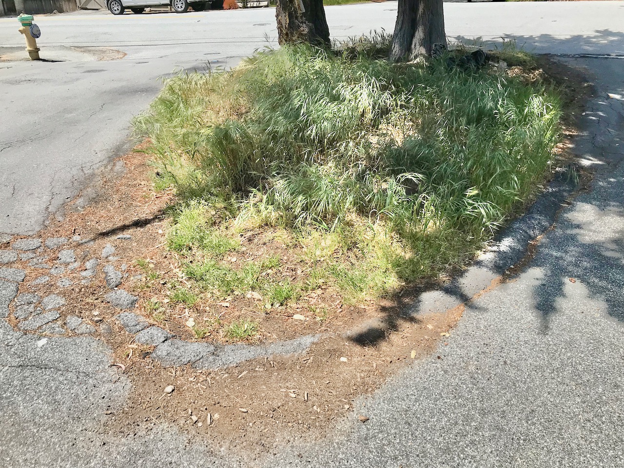 San Carlos 10th Befo