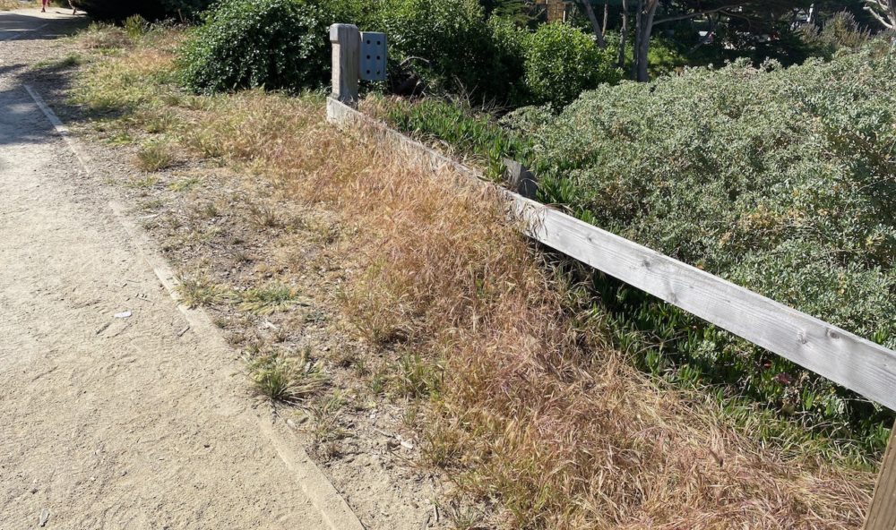 Scenic Pathway Weeds