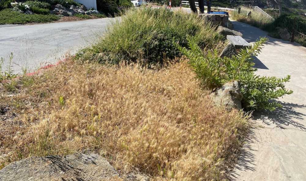 Scenic Pathway Weeds