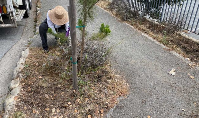 Picking weeds on San Carlos 2