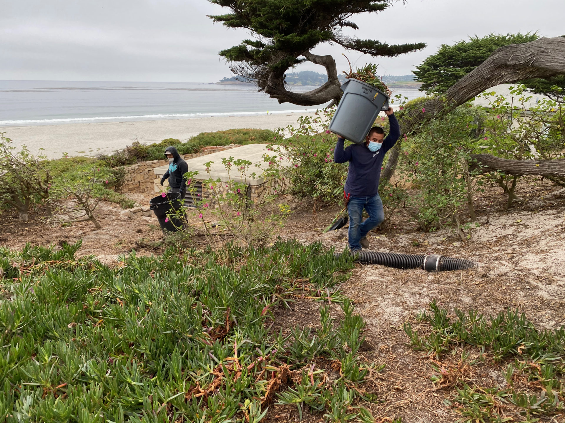 Workers removing weeds from beach