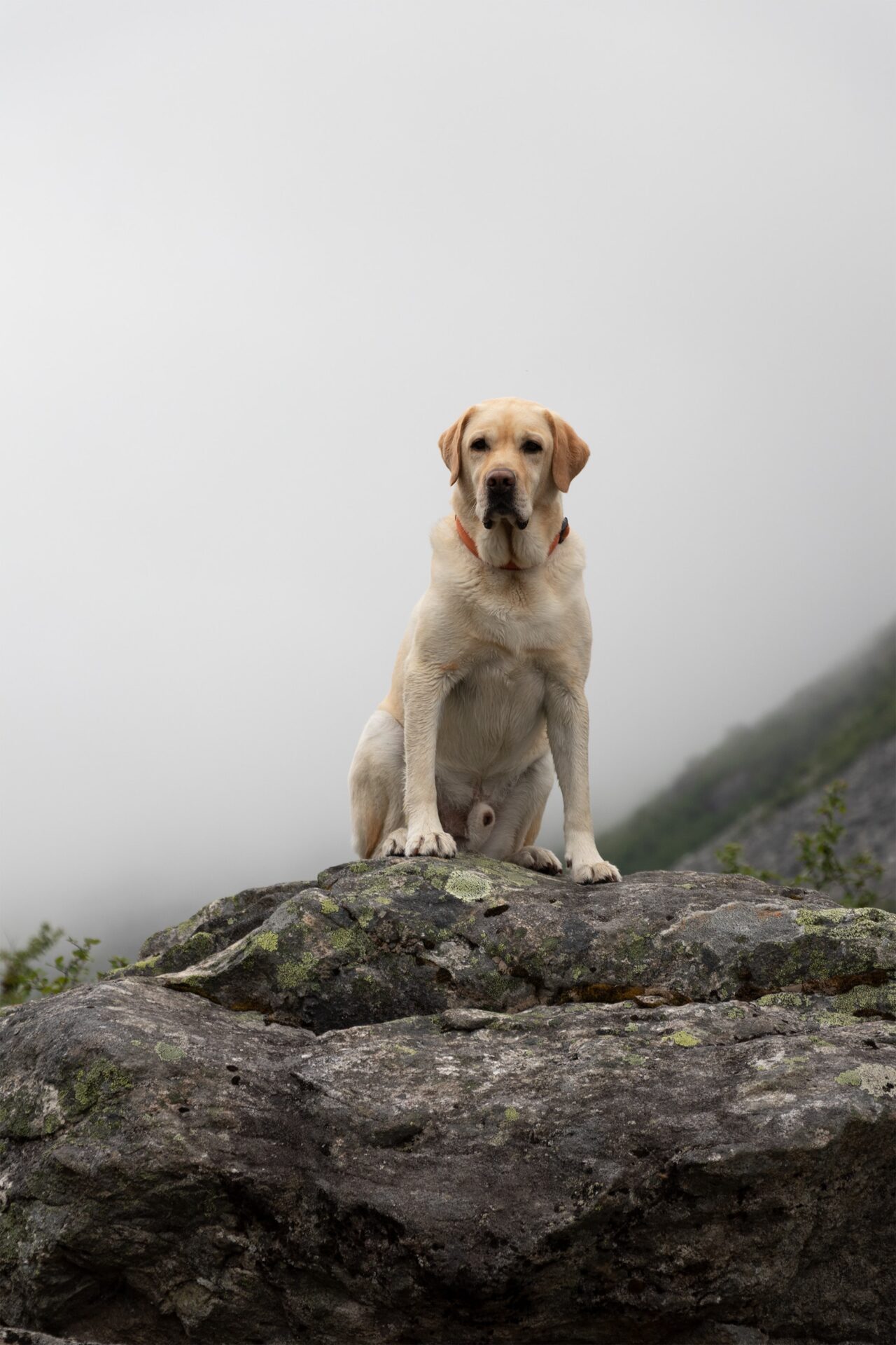 Labrador Retriever on Rocks