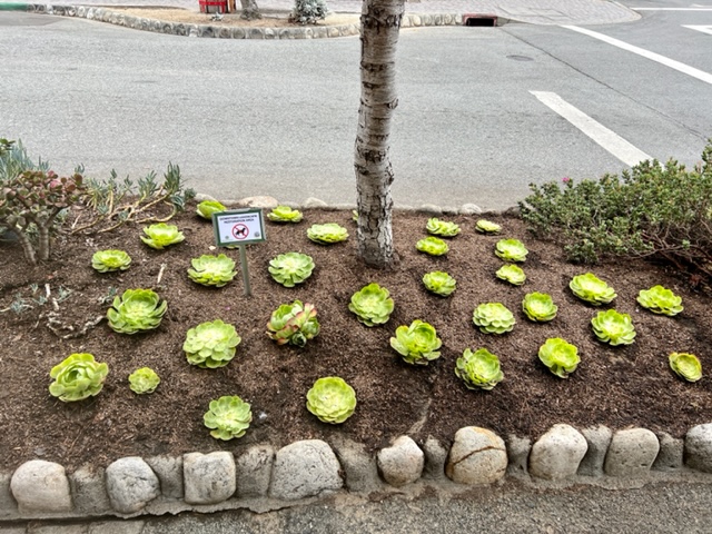 Succulents on island